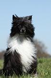 CHIEN NU CHINOIS 160